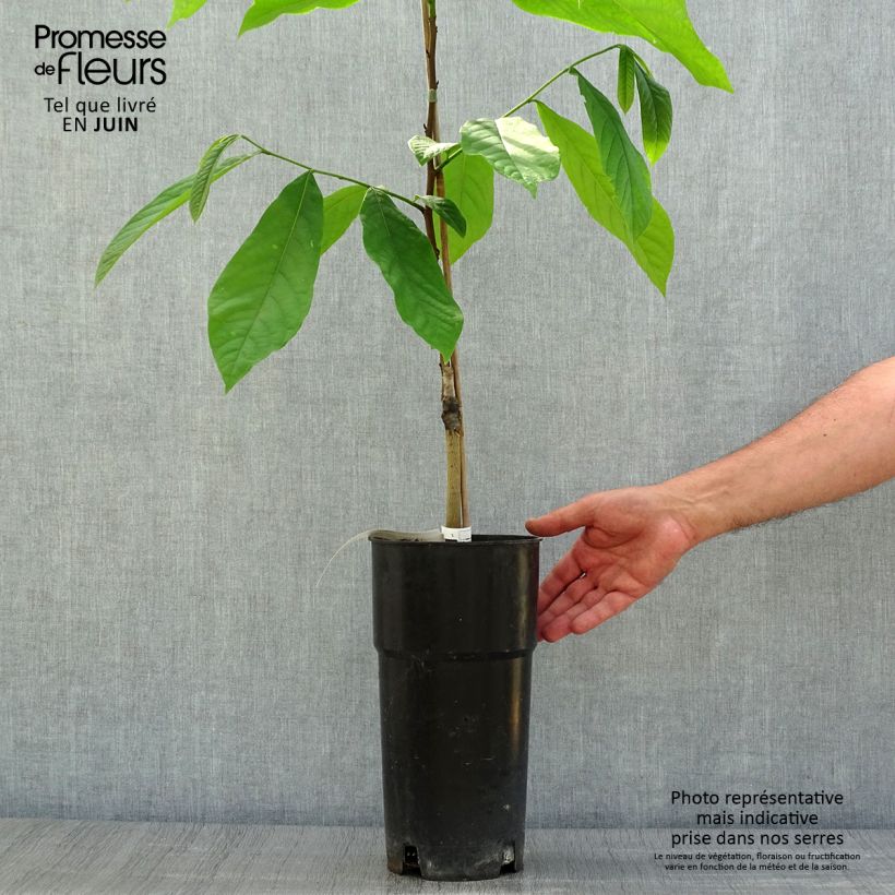 Amostra de Pawpaw Prima 1216 Vaso de 4 L/5 L tal como entregue no verão