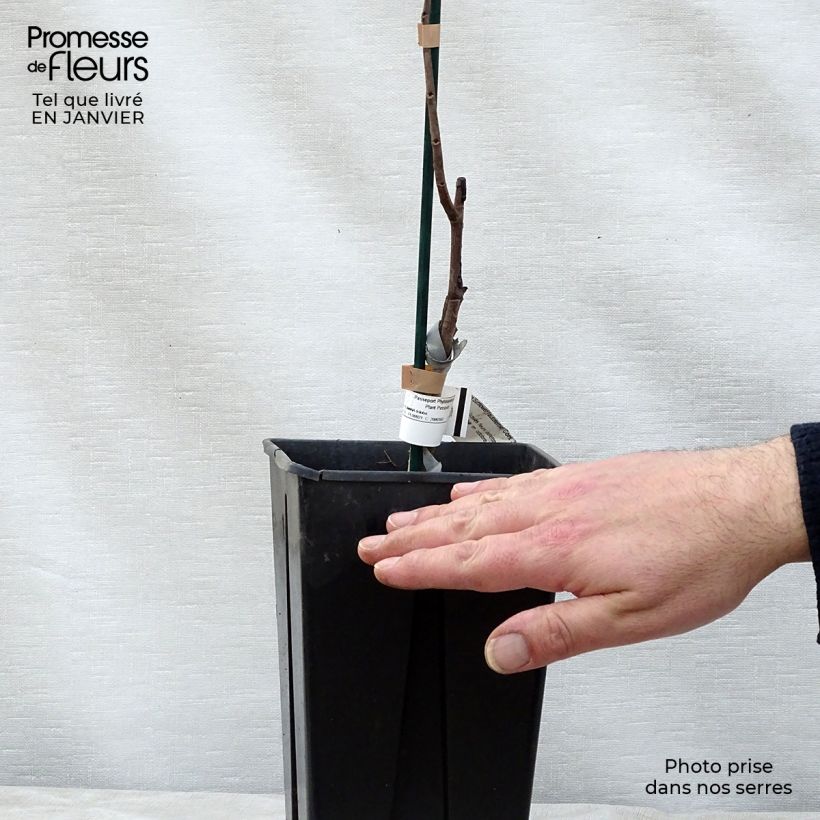 Amostra de Asimina Sunflower - Pawpaw Vaso de 2 L/3 L tal como entregue no inverno