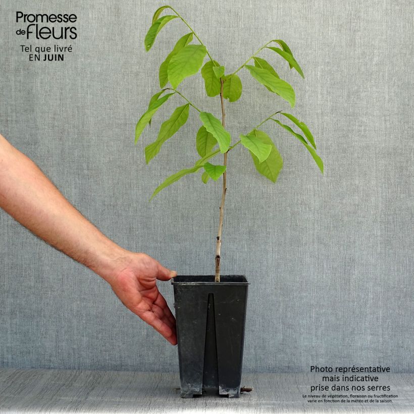 Amostra de Pawpaw Sunflower Vaso de 2 L/3 L tal como entregue no verão