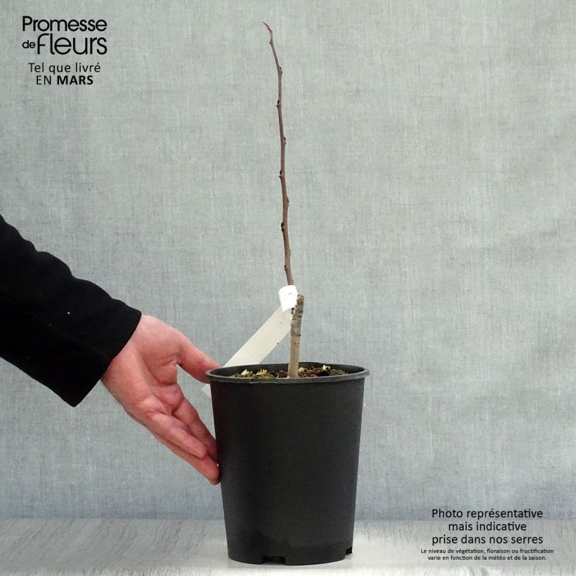 Amostra de Pawpaw Sunflower Vaso de 2 L/3 L tal como entregue na primavera