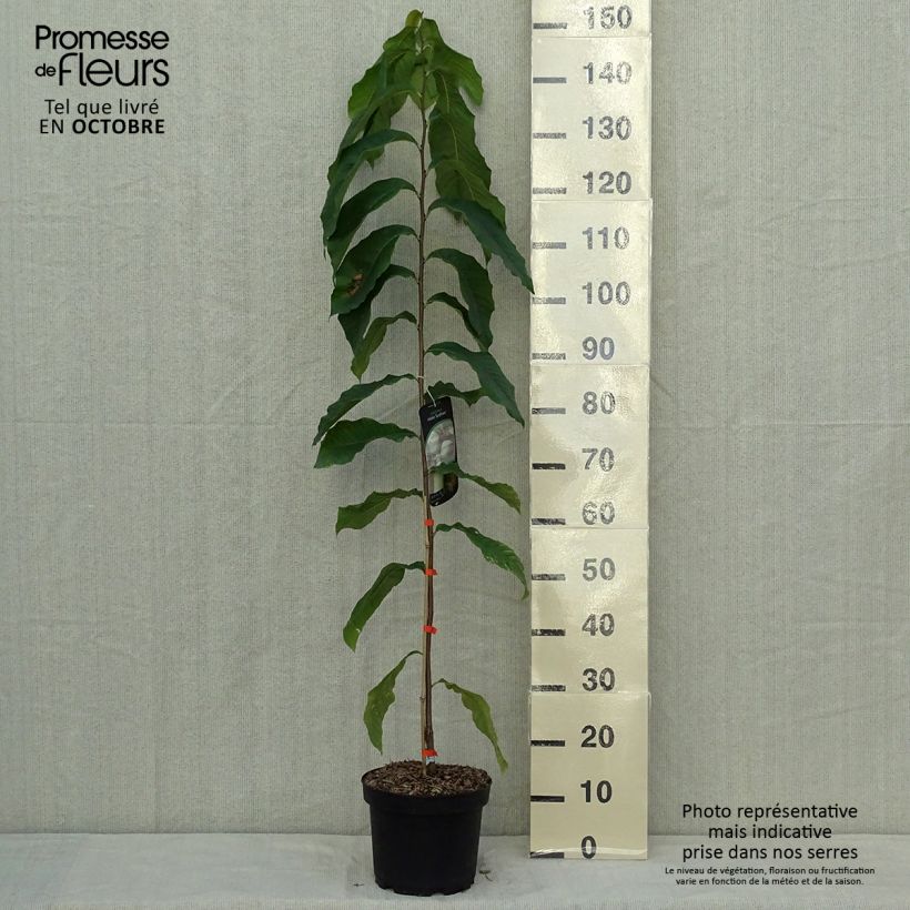Amostra de Pawpaw Sunflower Vaso de 4 L/5 L tal como entregue no outono