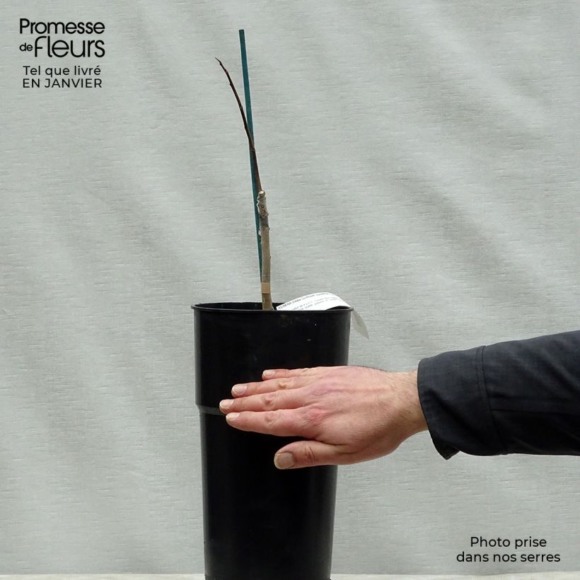 Amostra de Asimina Sunflower - Pawpaw Vaso de 4 L/5 L tal como entregue no inverno