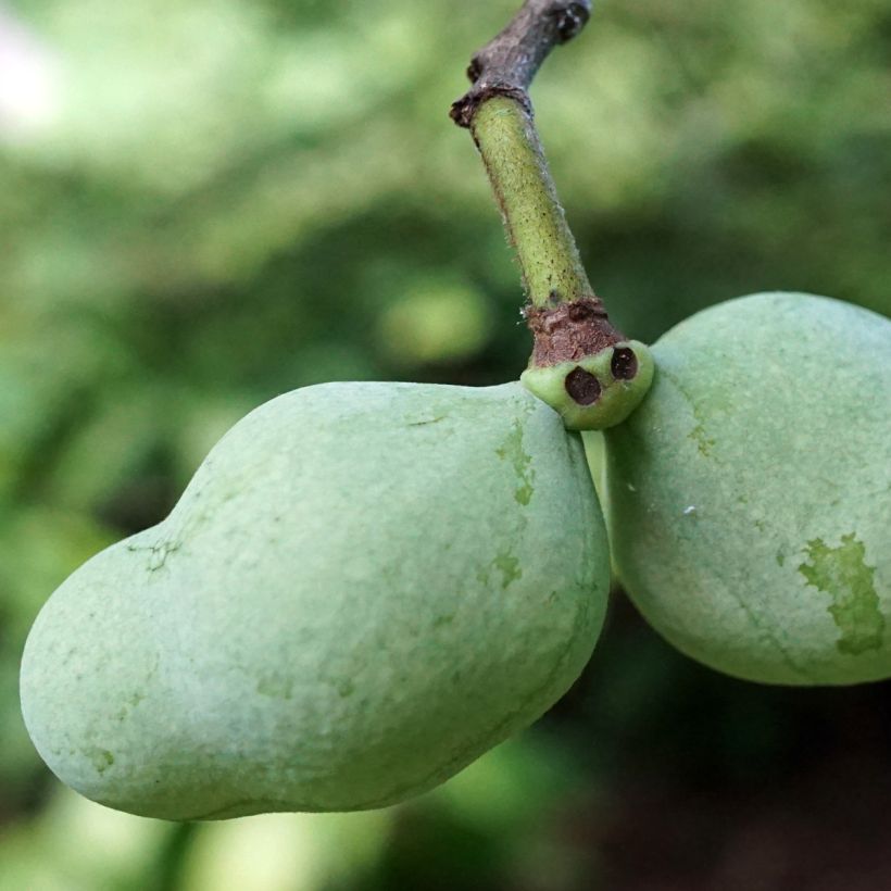 Pawpaw Overleese (Colheita)