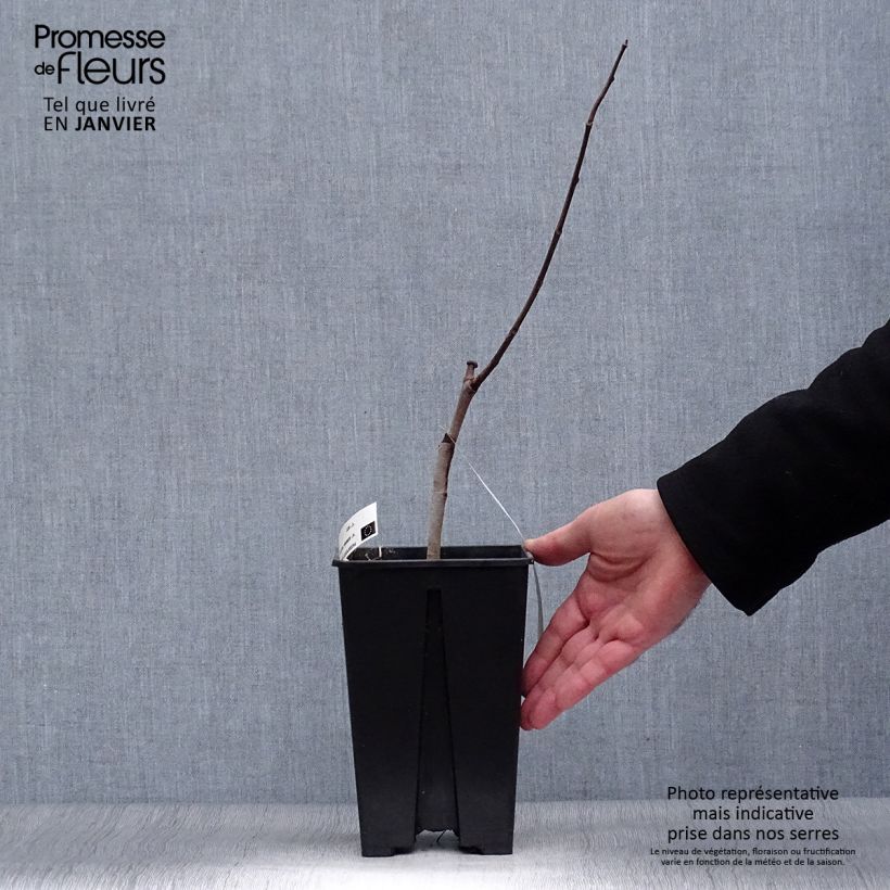 Amostra de Asiminier, Pawpaw - Asimina triloba Overleese Vaso de 3 L/4 L tal como entregue no inverno