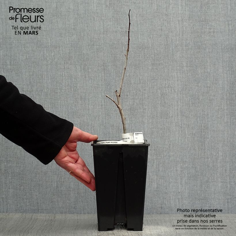 Amostra de Pawpaw Overleese Vaso de 3 L/4 L tal como entregue na primavera