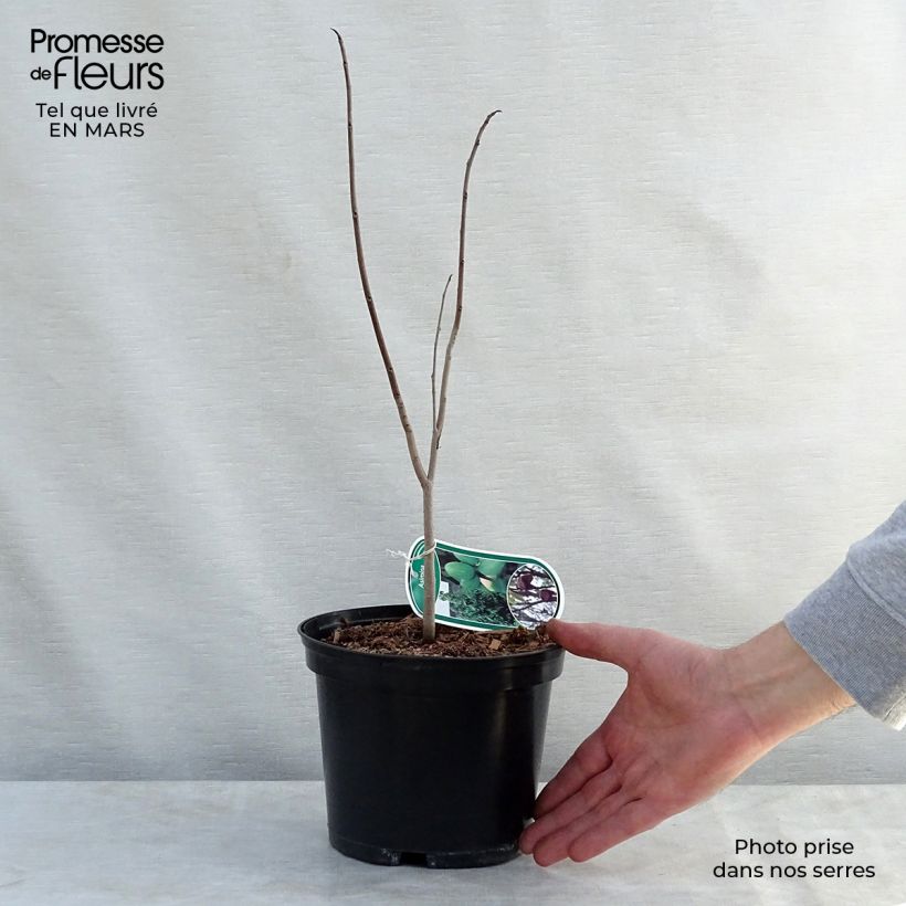 Amostra de Pawpaw Vaso de 2 L/3 L tal como entregue na primavera