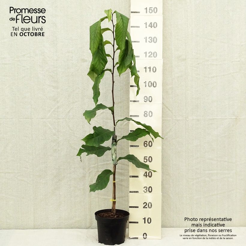 Amostra de Pawpaw Prolific Vaso de 4 L/5 L tal como entregue no outono