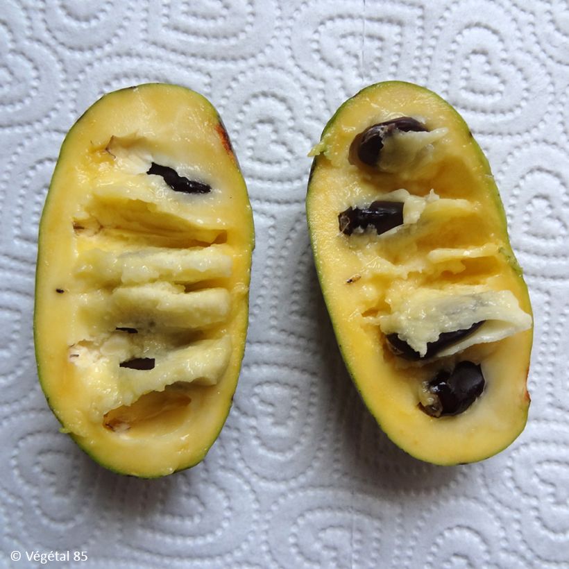 Pawpaw Summer Delight (Colheita)