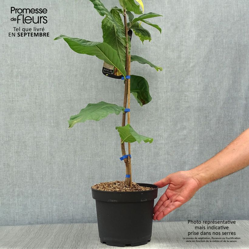 Amostra de Pawpaw Susquehanna Peterson Pawpaws Vaso de 3 L/4 L tal como entregue no outono