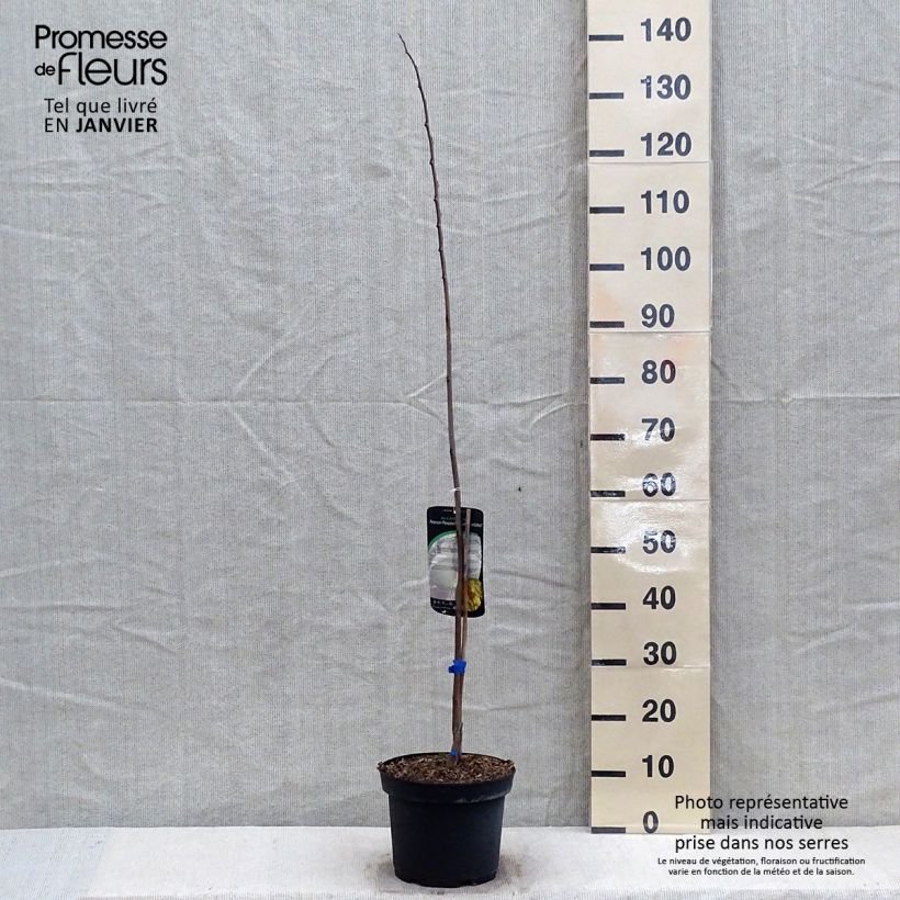 Amostra de Asimina triloba Allegheny - Pawpaw Vaso de 3 L/4 L tal como entregue no inverno