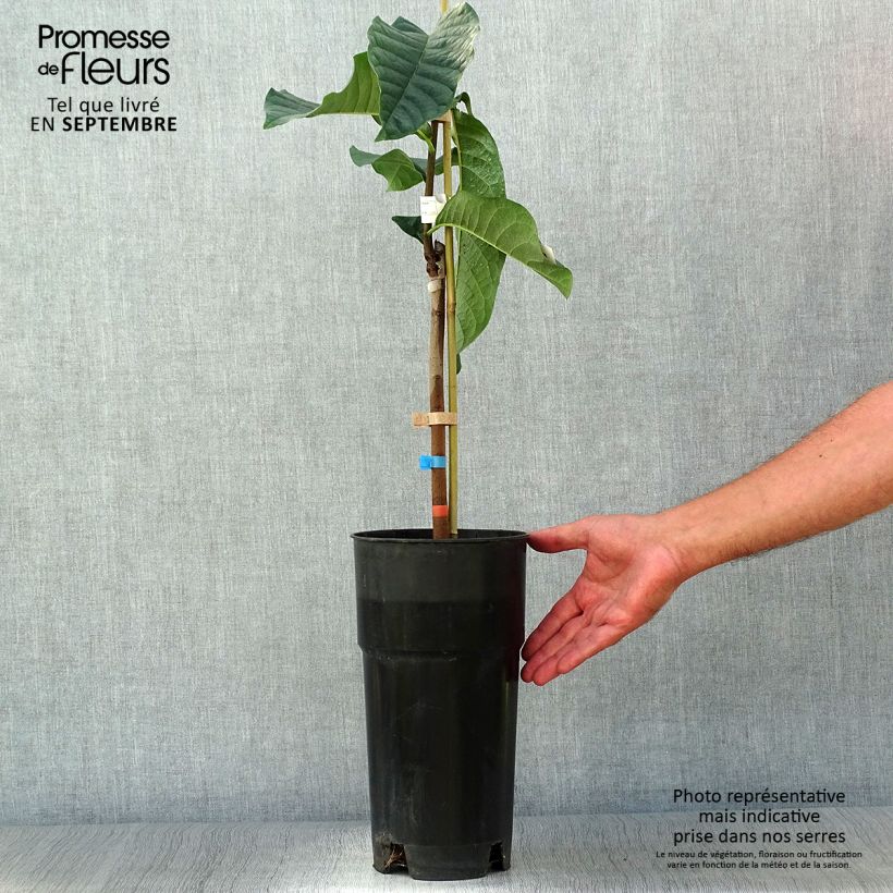 Amostra de Pawpaw Shenandoah Vaso de 3 L/4 L tal como entregue no outono