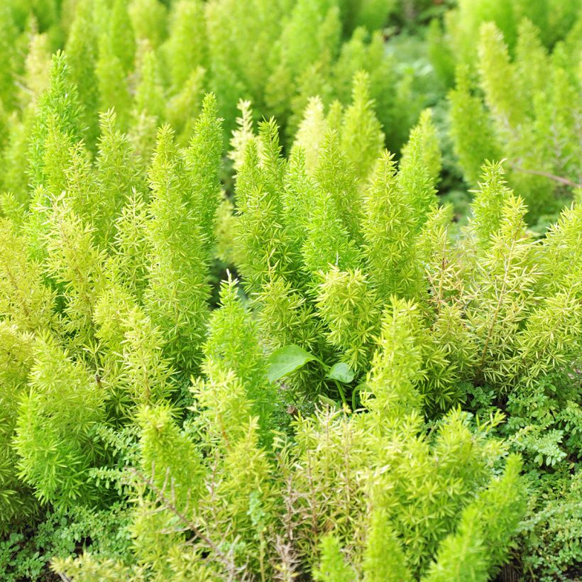 Asparagus densiflorus var. meyeri (Folhagem)