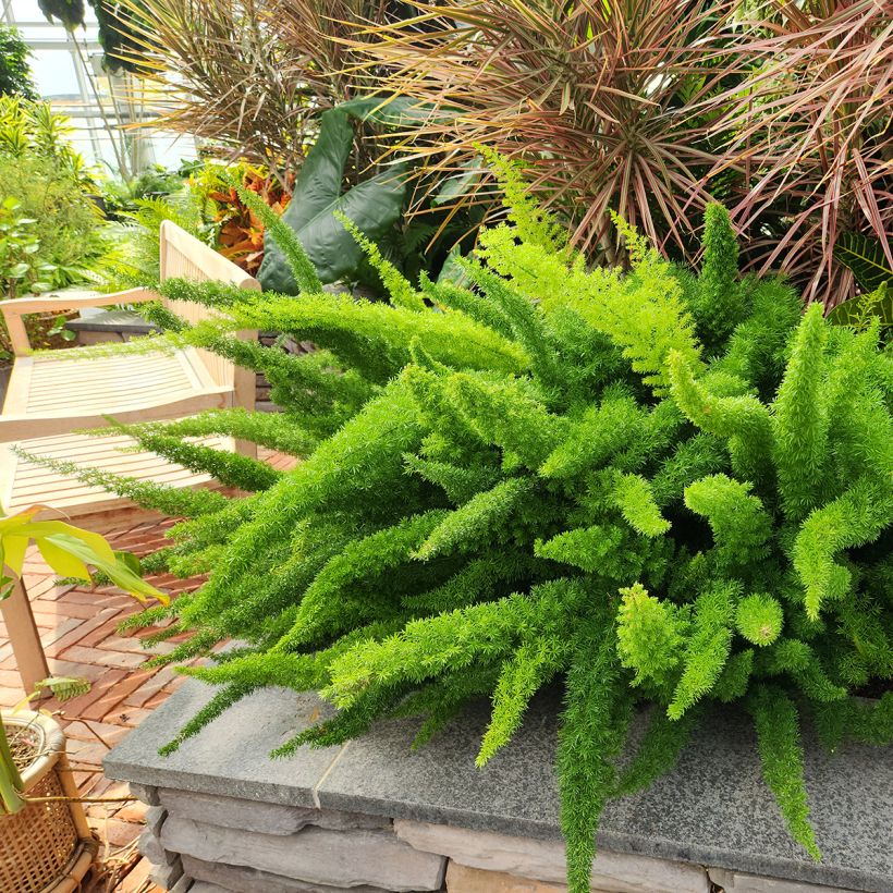 Asparagus densiflorus var. meyeri (Hábito)