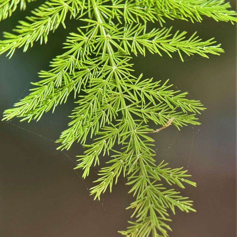 Asparagus plumosus - Espargo-pena (Folhagem)