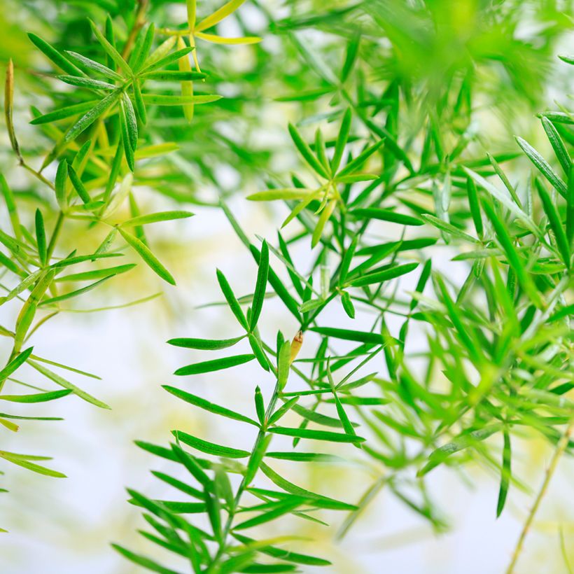 Asparagus sprengeri - Espargo-ornamental (Folhagem)