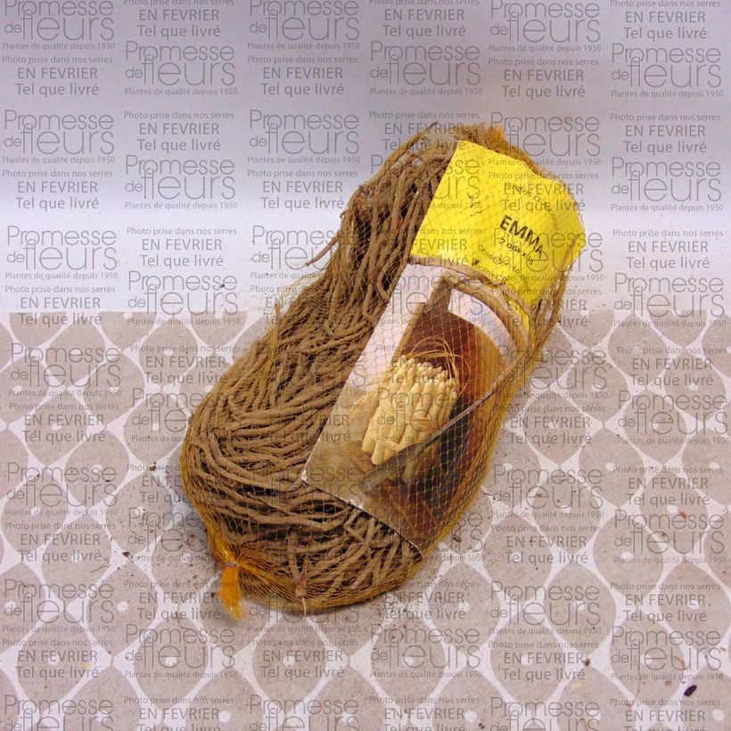 Exemplo de amostra de Asperge Emma en griffes - Asparagus officinalis Saco de 10 garras tal como entregue