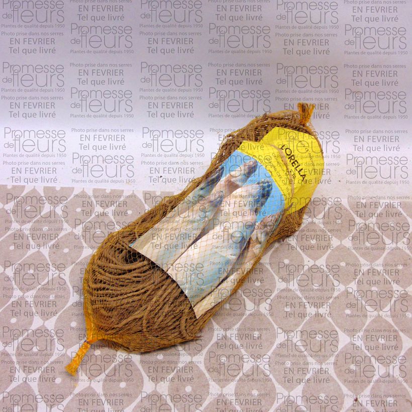 Exemplo de amostra de Asperge Lorella en griffes - Asparagus officinalis Saco de 10 garras tal como entregue