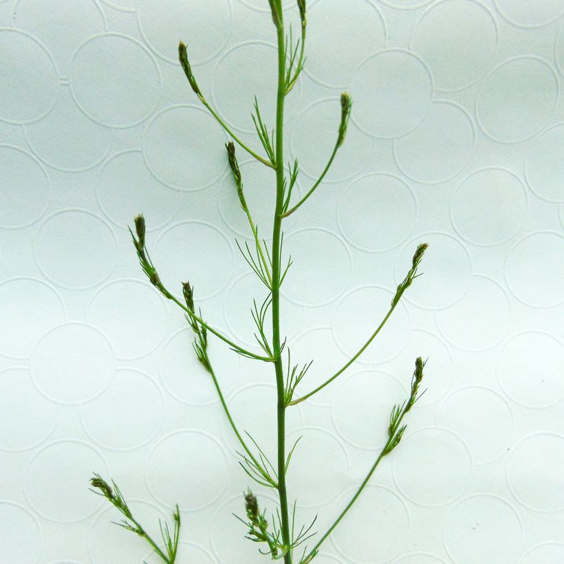 Asparagus officinalis em vaso pequeno (Folhagem)