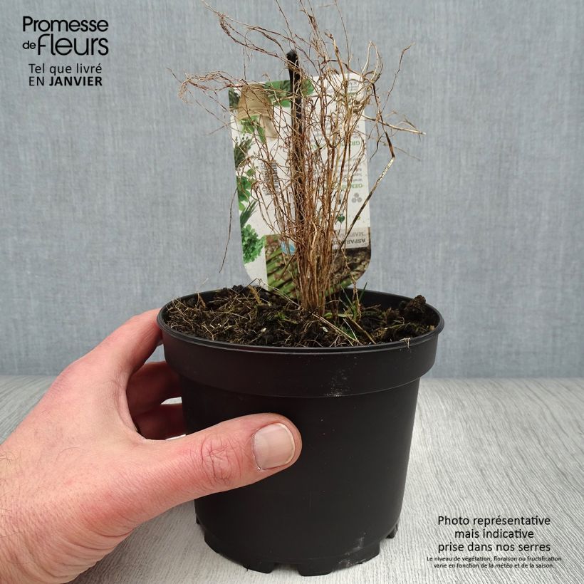 Amostra de Asperge verte Mary Washington - Asparagus officinalis Vaso de 1,5 L/2 L tal como entregue no inverno