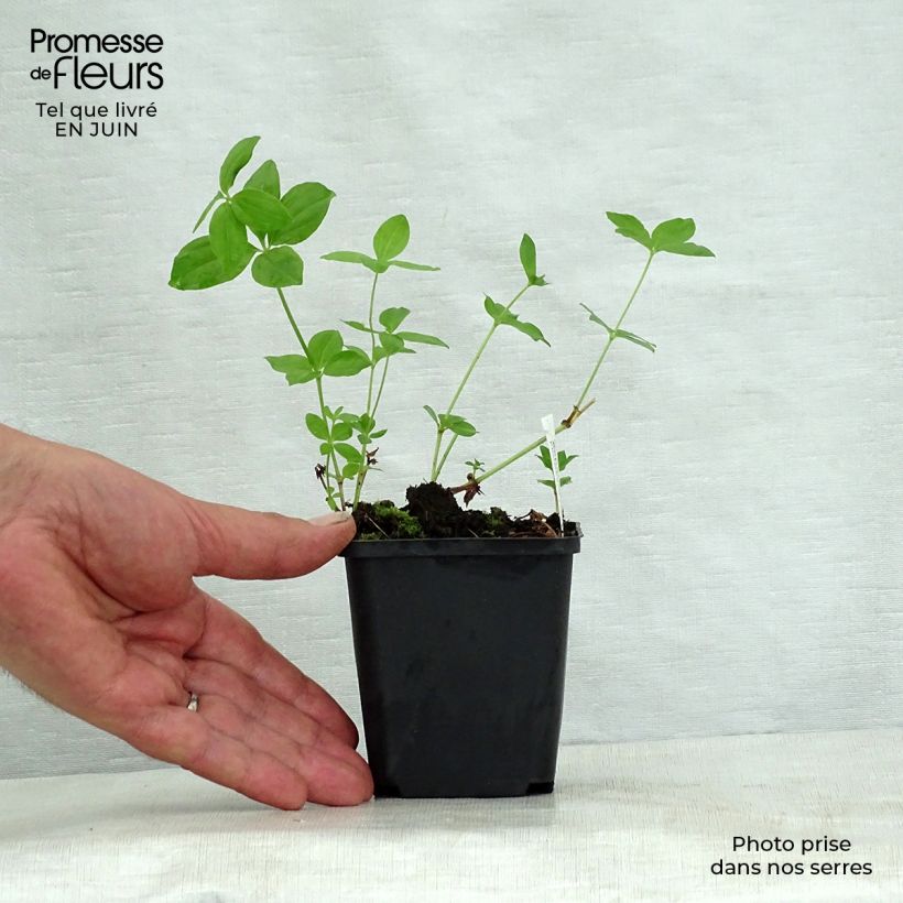 Amostra de Asperula taurina Vaso de 8/9 cm tal como entregue no verão