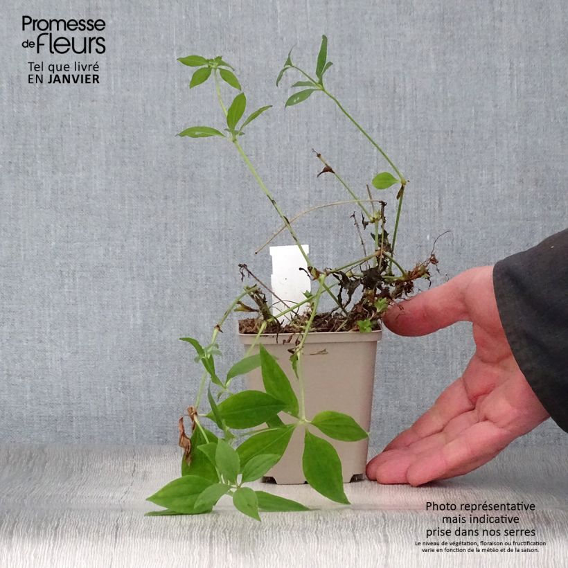 Amostra de Asperula taurina - Aspérule de Turin Vaso de 8/9 cm tal como entregue no inverno