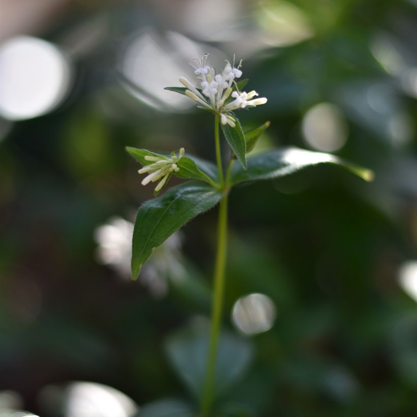 Asperula taurina (Floração)