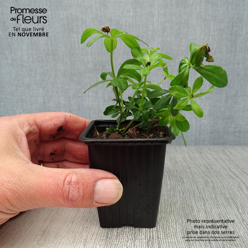 Amostra de Galium odoratum Vaso de 7/8 cm tal como entregue no outono