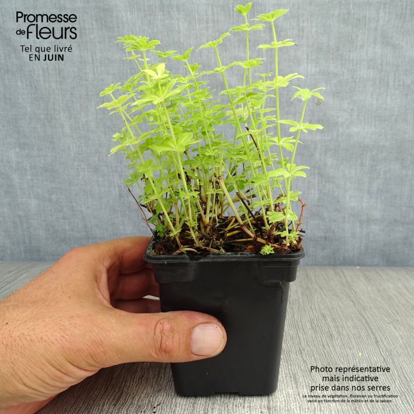 Amostra de Galium odoratum Vaso de 7/8 cm tal como entregue no verão