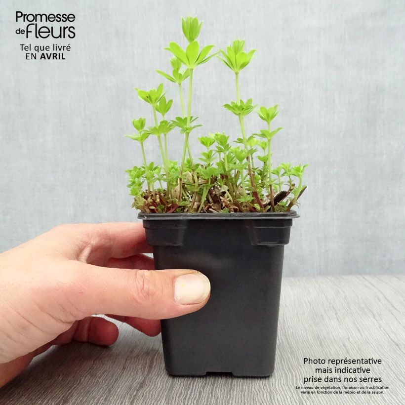 Amostra de Galium odoratum Vaso de 7/8 cm tal como entregue na primavera