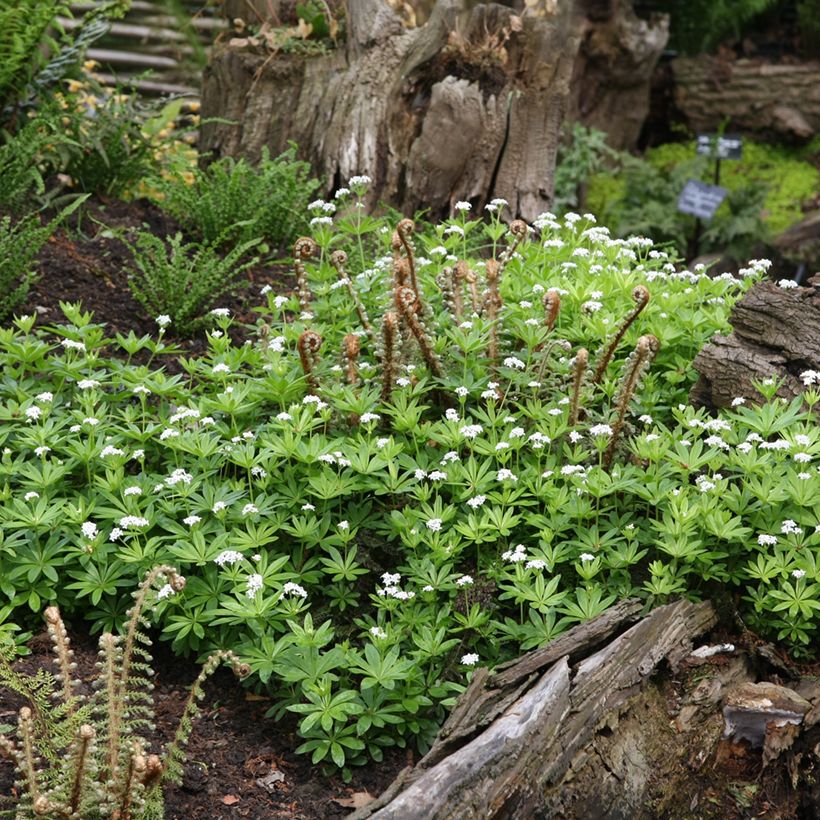 Galium odoratum (Hábito)