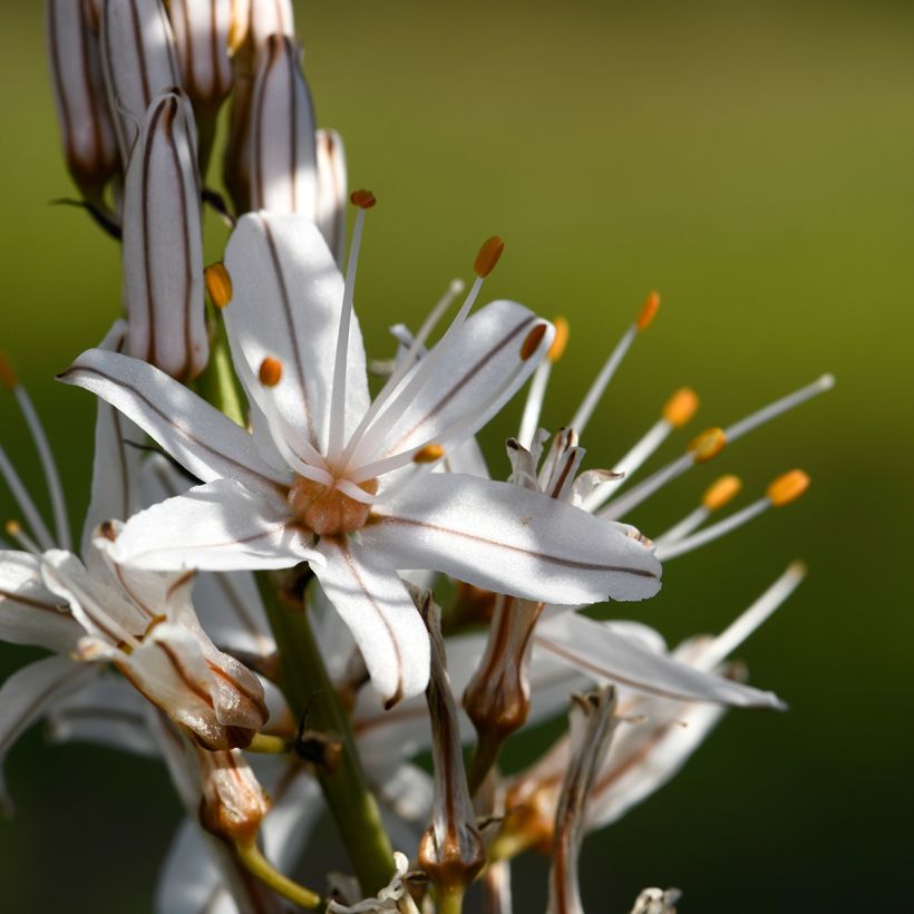 Asphodelus ramosus (Floração)