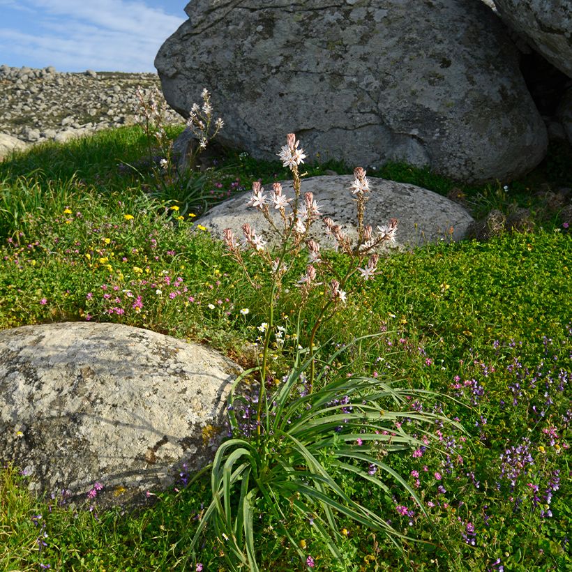 Asphodelus ramosus (Hábito)