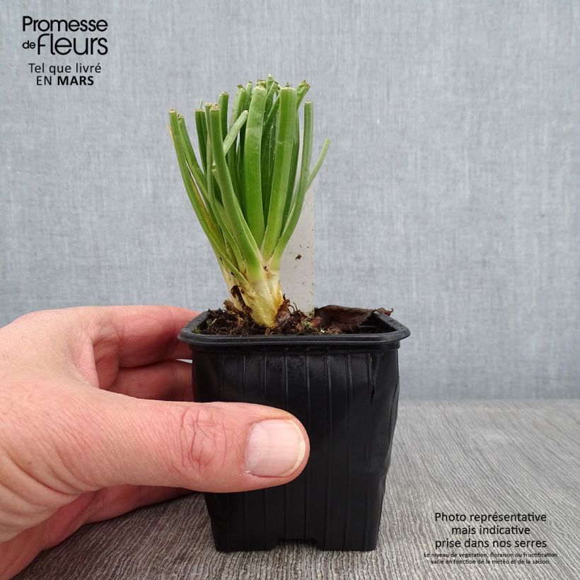 Amostra de Asphodèle blanc - Asphodelus albus Vaso de 8/9 cm tal como entregue no inverno