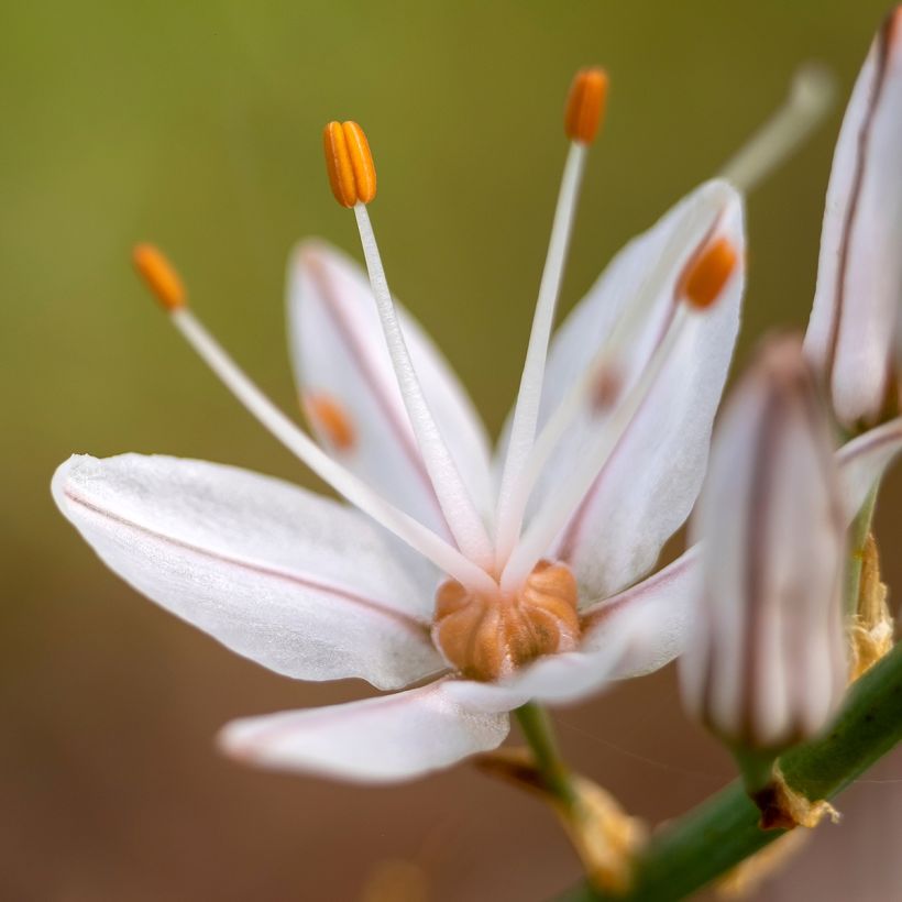 Asphodelus albus (Floração)