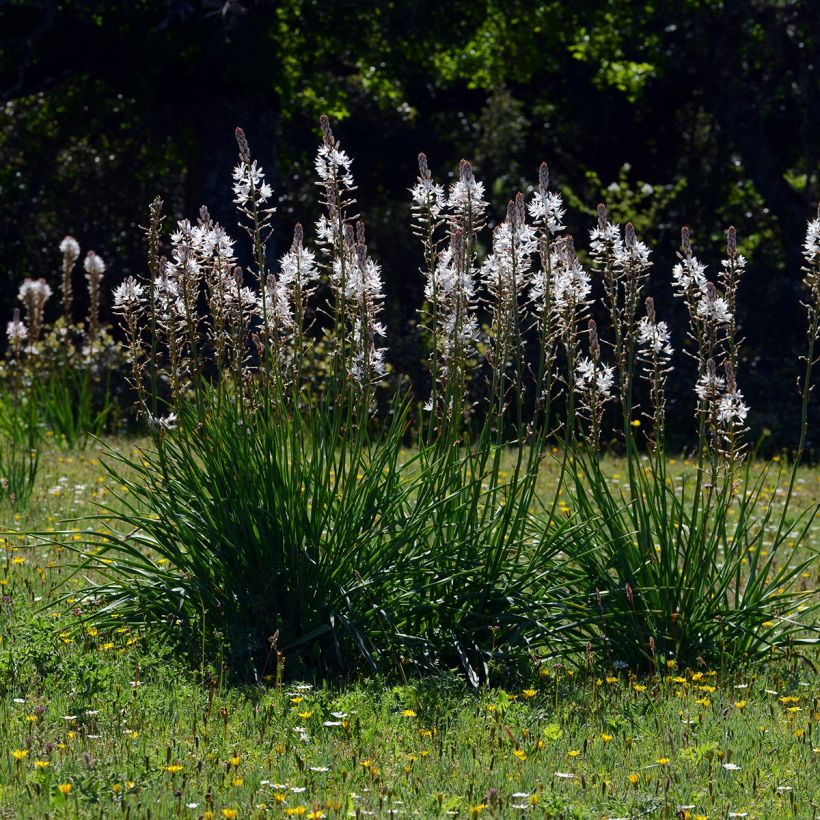 Asphodelus albus (Hábito)