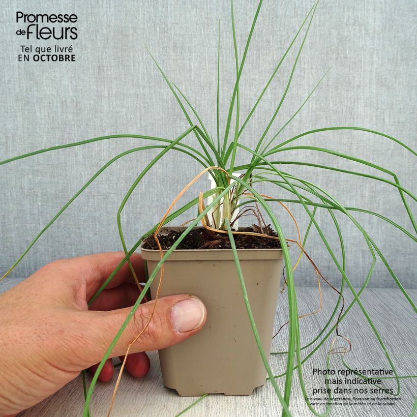Amostra de Asphodeline liburnica Vaso de 8/9 cm tal como entregue no outono