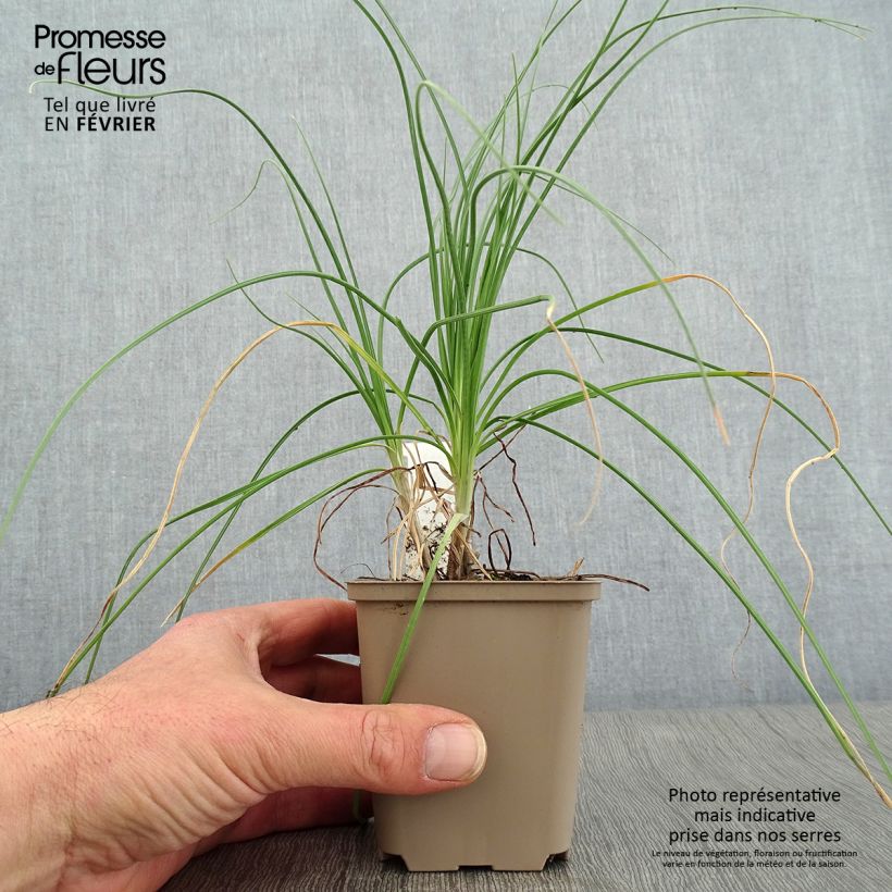 Amostra de Asphodeline liburnica - Bâton de Jacob Vaso de 8/9 cm tal como entregue no inverno