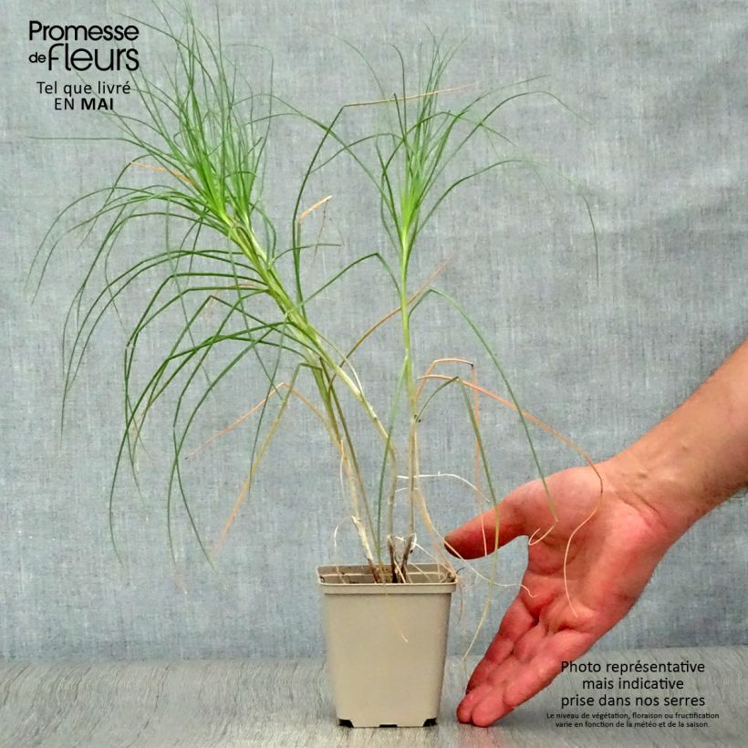 Amostra de Asphodeline liburnica Vaso de 8/9 cm tal como entregue na primavera