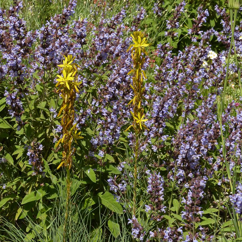 Asphodeline liburnica (Hábito)