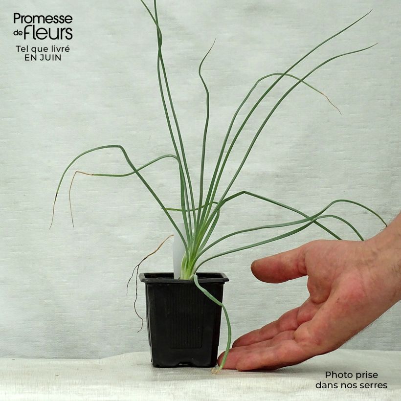 Amostra de Asphodeline lutea Vaso de 7/8 cm tal como entregue no verão