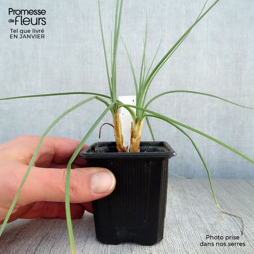 Amostra de Asphodeline lutea - Bâton de Jacob Vaso de 7/8 cm tal como entregue no inverno