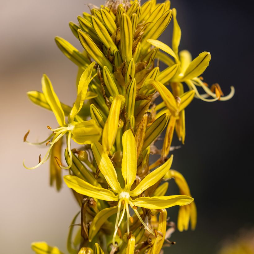 Asphodeline lutea (Floração)