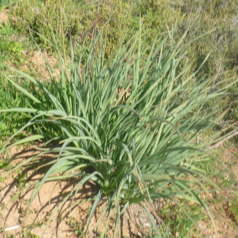 Asphodelus ramosus (Folhagem)