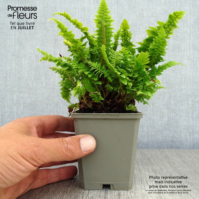 Amostra de Polystichum setiferum Congestum Vaso de 8/9 cm tal como entregue no verão
