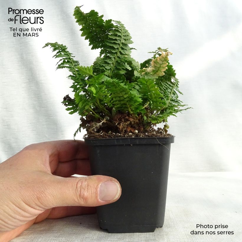 Amostra de Polystichum setiferum Congestum Vaso de 8/9 cm tal como entregue no inverno