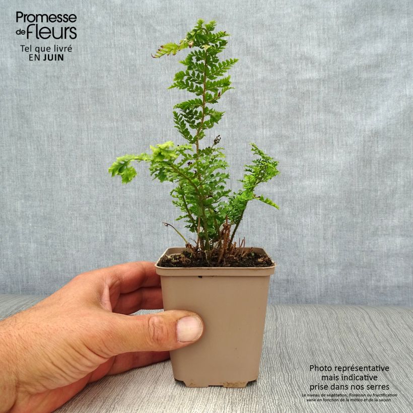 Amostra de Polystichum setiferum Proliferum Wollastonii Vaso de 8/9 cm tal como entregue no verão