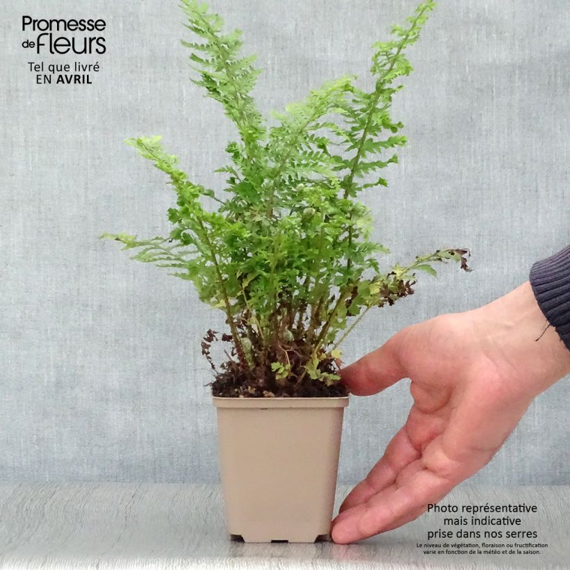 Amostra de Polystichum setiferum Proliferum Wollastonii Vaso de 8/9 cm tal como entregue na primavera
