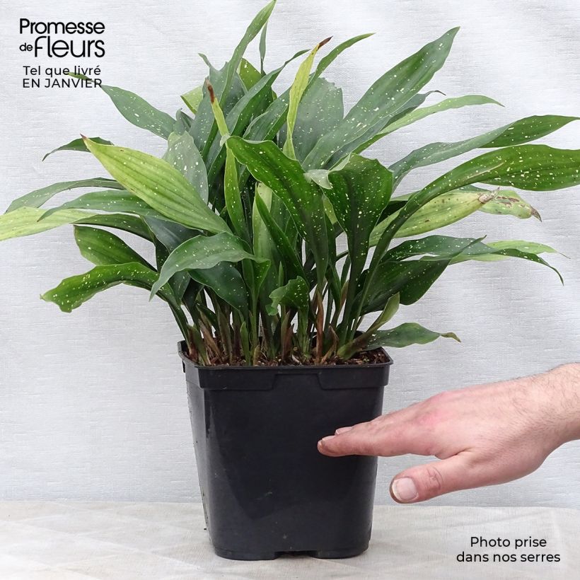 Amostra de Aspidistra Milky way - Aspidistre élevée Vaso de 2 L/3 L tal como entregue no inverno