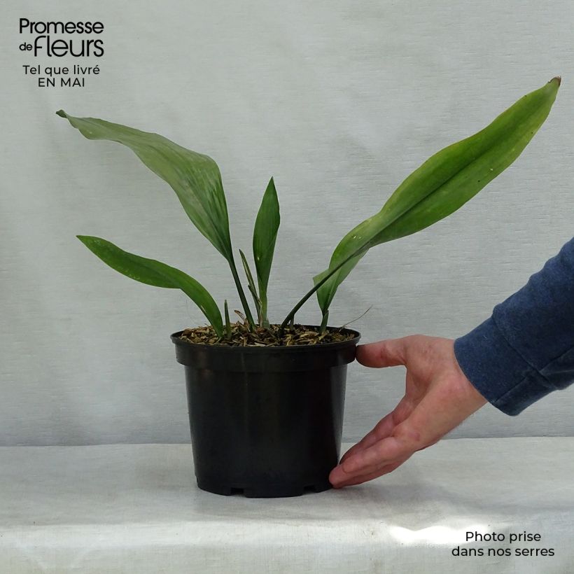 Amostra de Aspidistra elatior Vaso de 2 L/3 L tal como entregue na primavera