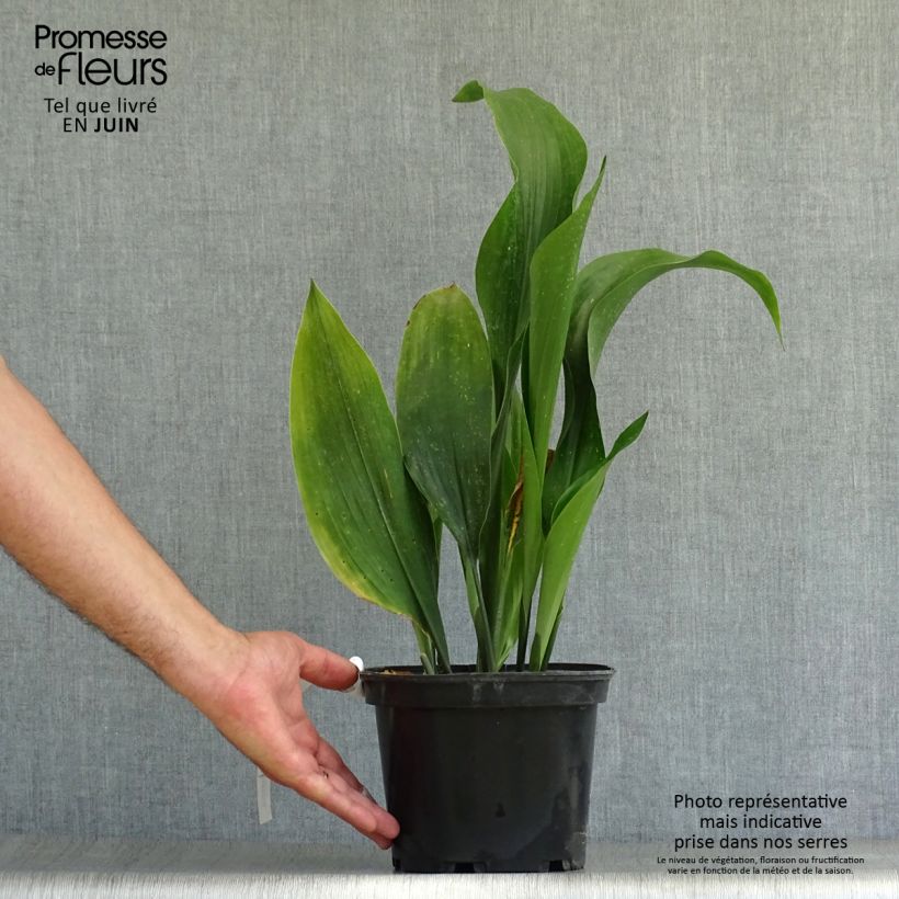 Amostra de Aspidistra elatior Vaso de 2 L/3 L tal como entregue no verão